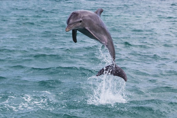 Single-Dolphin-Leadership-800px